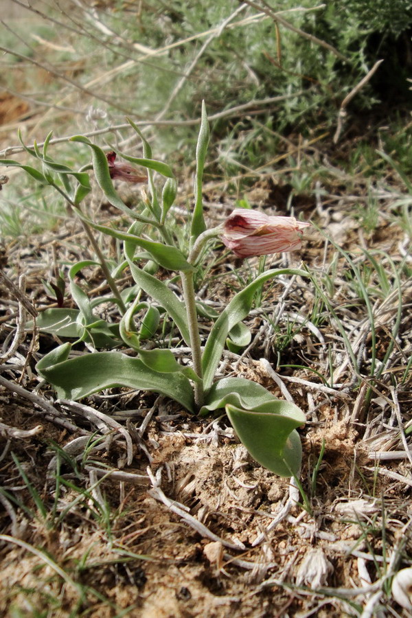 Изображение особи Rhinopetalum gibbosum.