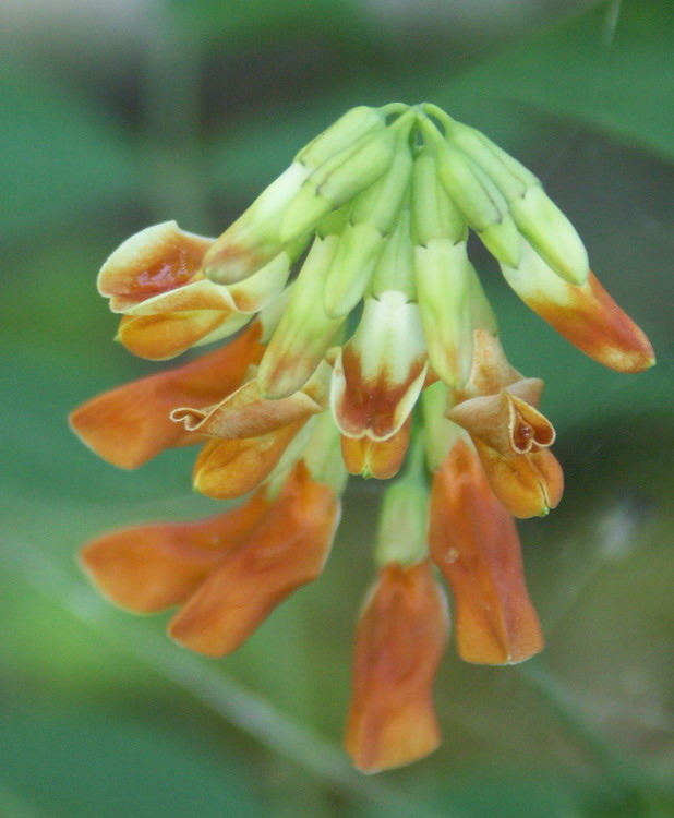 Изображение особи Lathyrus laevigatus.