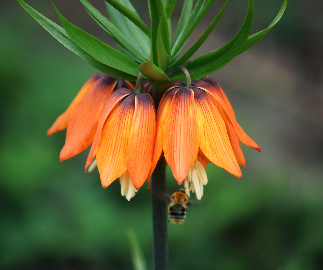 Изображение особи Fritillaria imperialis.