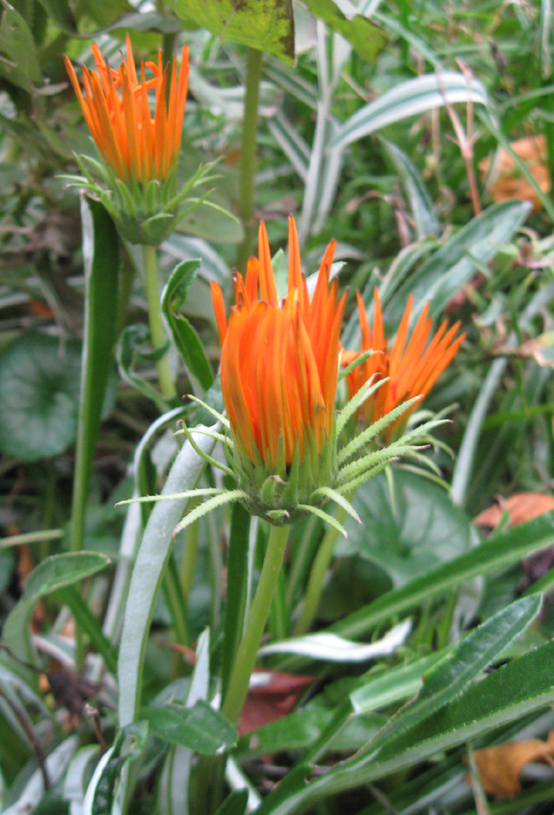 Image of Gazania × hybrida specimen.
