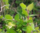 Lonicera altmannii. Побеги с цветками. Казахстан, Алматинская обл., Райымбекский р-н, горы Кулуктау, перевал Кегенский. 10.05.2011.