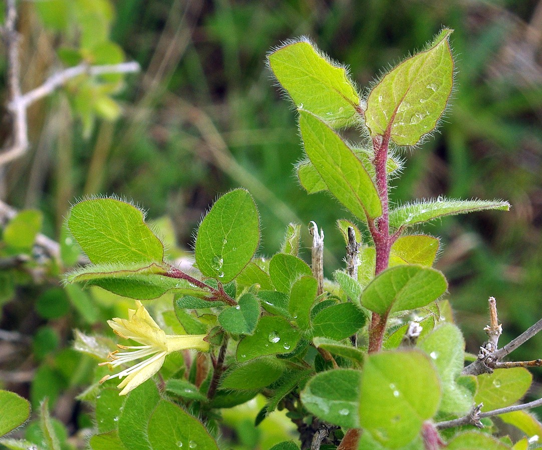 Image of Lonicera altmannii specimen.