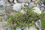 Persicaria &times; lenticularis