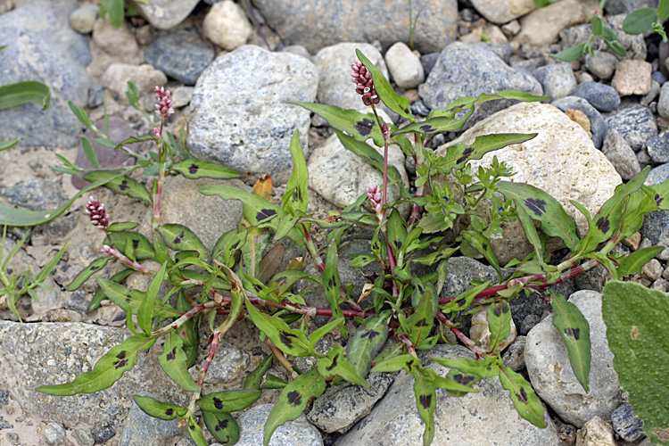 Изображение особи Persicaria × lenticularis.