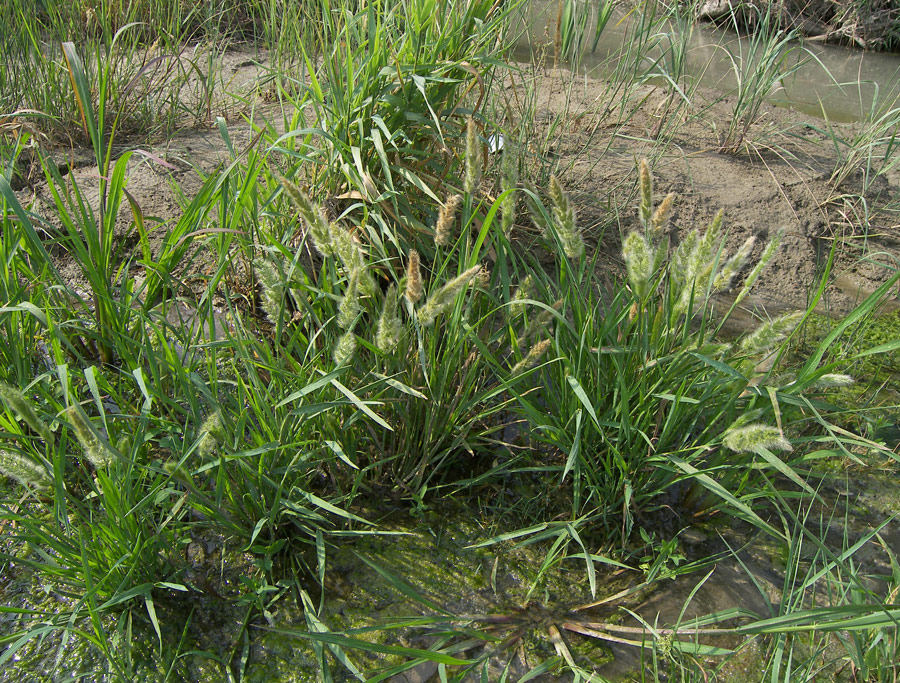 Изображение особи Polypogon monspeliensis.