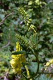 Melilotus officinalis