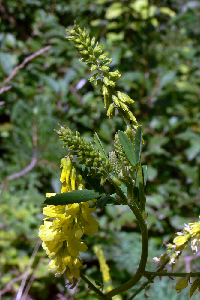 Изображение особи Melilotus officinalis.