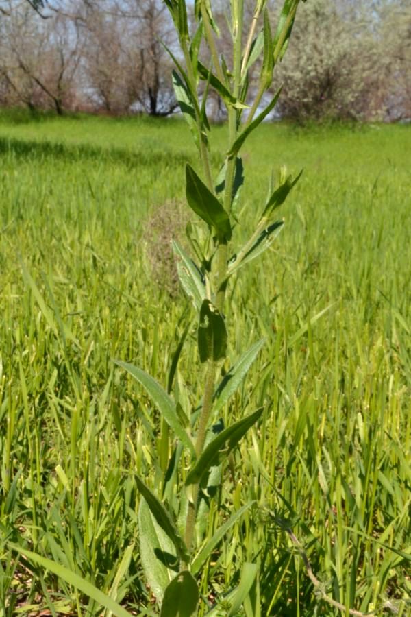 Изображение особи Camelina microcarpa.