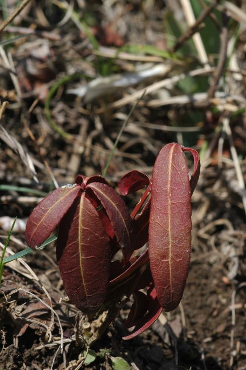 Image of Euonymus semenovii specimen.