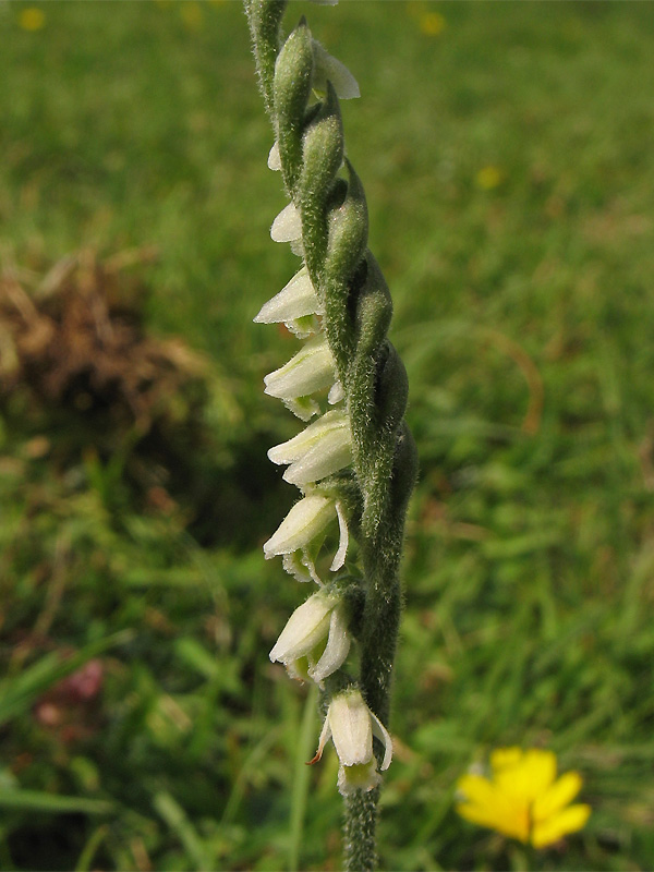 Image of Spiranthes spiralis specimen.