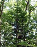 genus Abies. Верхняя часть кроны молодого дерева. Приморье, Владивосток, Ботанический сад. 23.08.2009.