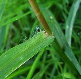 Setaria pumila