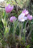 genus Pulsatilla
