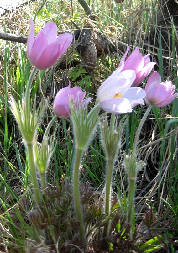 Изображение особи род Pulsatilla.