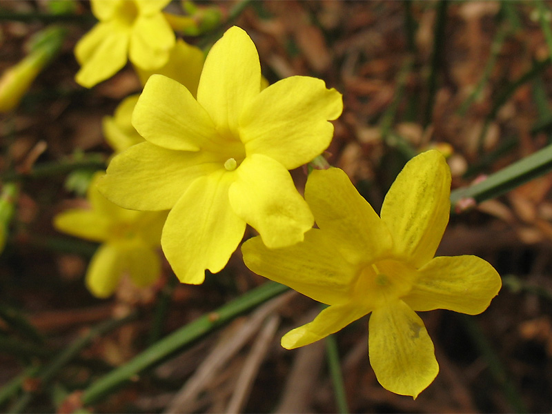 Image of Jasminum nudiflorum specimen.