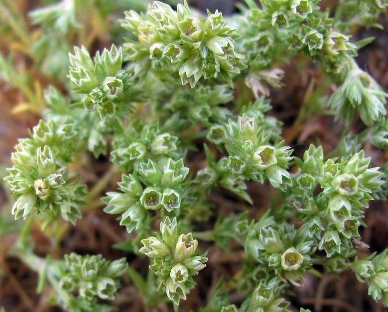 Image of Scleranthus annuus specimen.