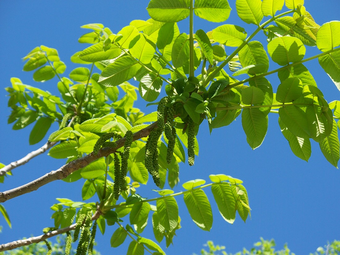Image of Juglans mandshurica specimen.