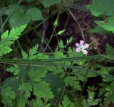 Geranium robertianum. Верхушка побега с цветком и плодами. Курская обл., Железногорский р-н, берег р. Мицень. 24 июля 2007 г.