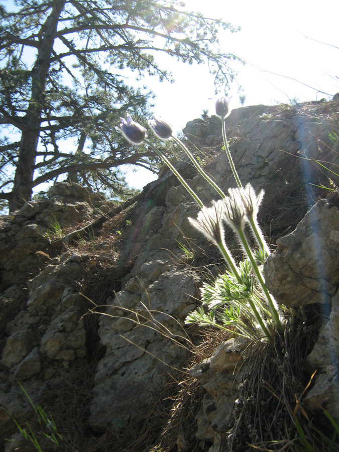 Image of Pulsatilla taurica specimen.