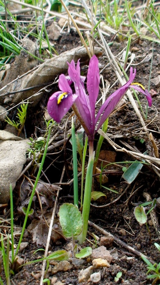 Image of Iridodictyum reticulatum specimen.