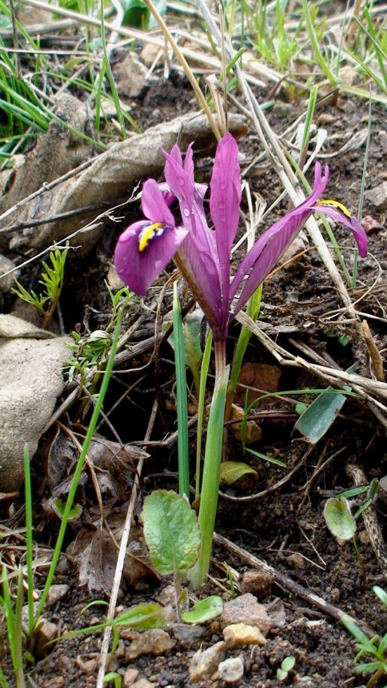 Изображение особи Iridodictyum reticulatum.