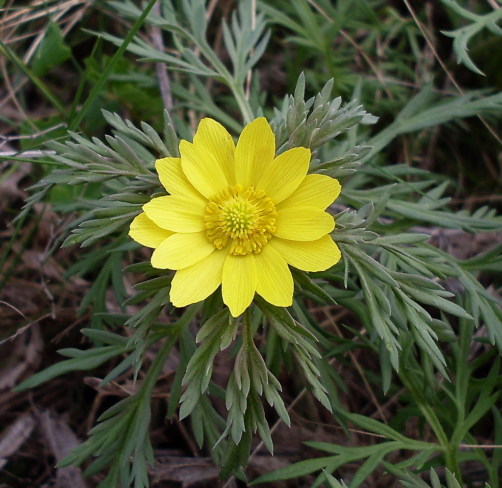 Image of Adonis volgensis specimen.