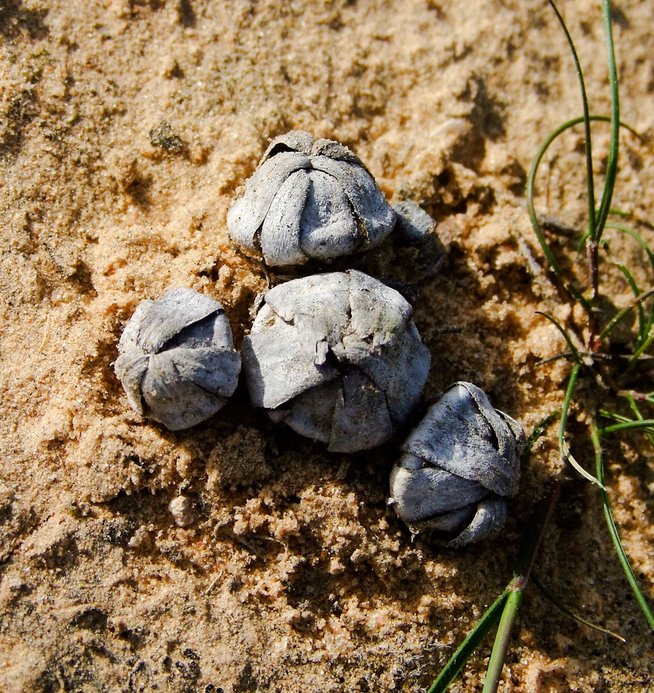 Image of Asteriscus hierochunticus specimen.