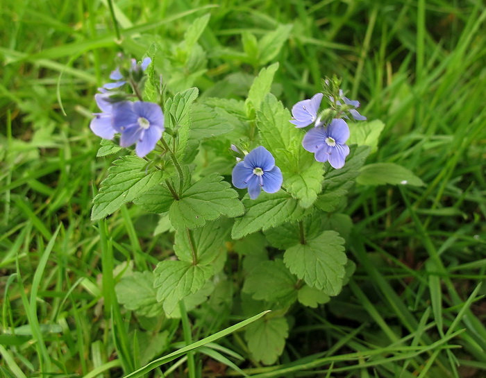 Image of Veronica chamaedrys specimen.