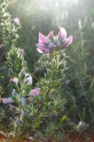 Ononis arvensis ssp. spinescens