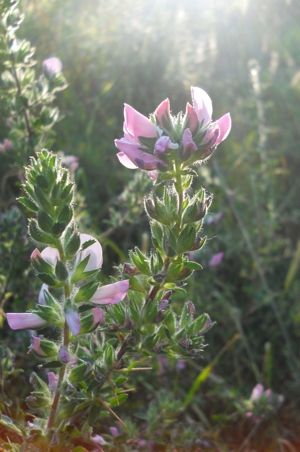 Изображение особи Ononis arvensis ssp. spinescens.