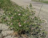 Centaurea calcitrapa. Цветущее растение у дороги. Крым, Белогорский р-н, с. Земляничное. 23 июня 2012 г.