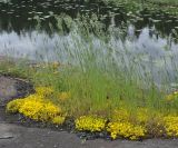 Bromus hordeaceus. Цветущие растения (под ними растет Sedum acre). Карелия, Ладожское озеро, остров Валаам. 21.06.2012.