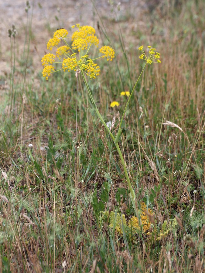 Изображение особи Thapsia villosa.