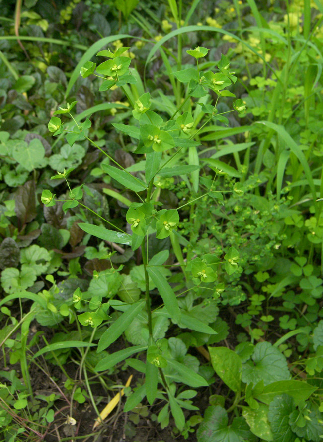 Изображение особи Euphorbia stricta.