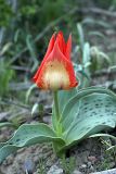 Tulipa greigii. Расцветающее растение. Южный Казахстан, правый склон каньона Машат. 14.04.2012.