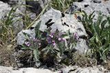 Phlomoides boraldaica