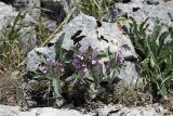 Phlomoides boraldaica. Цветущие растения. Южный Казахстан, хр. Боролдайтау, гора Нурбай; 1050 м н.у.м. 23.04.2012.
