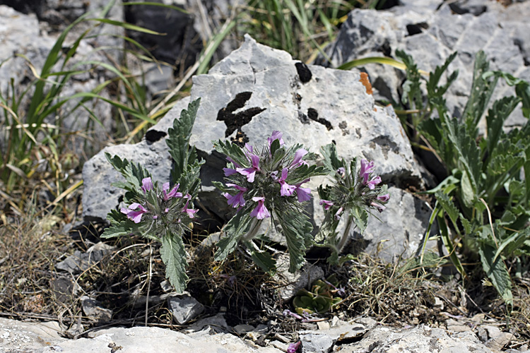 Image of Phlomoides boraldaica specimen.