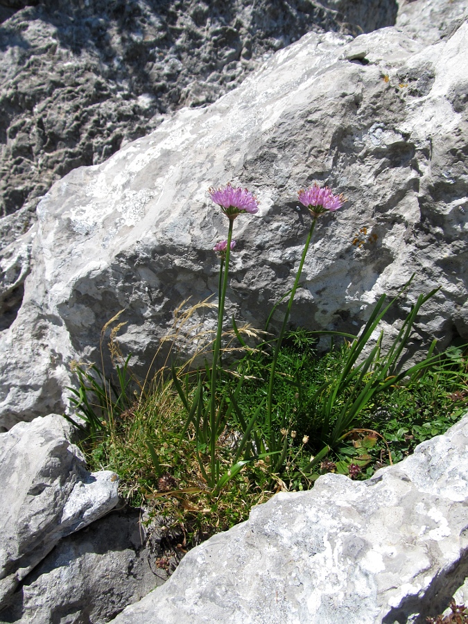 Image of Allium lusitanicum specimen.