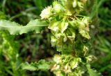 Rumex stenophyllus. Часть соцветия. Астраханская обл., Икрянинский р-н, луговая низина у с. Ниновка. 10.08.2012.