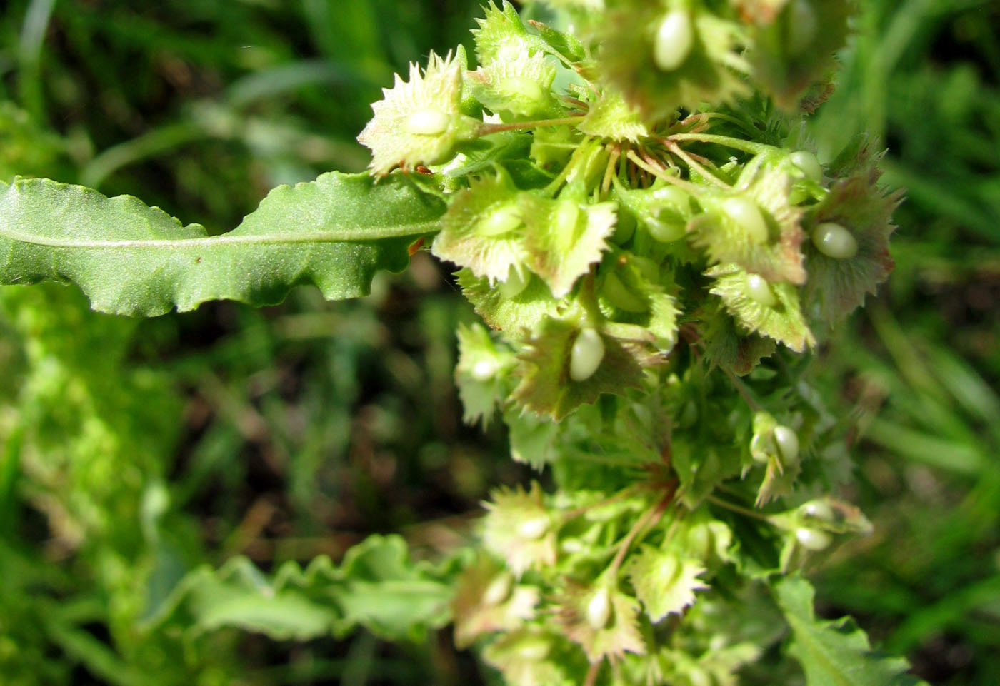 Image of Rumex stenophyllus specimen.