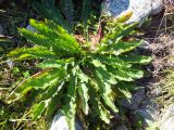 genus Taraxacum