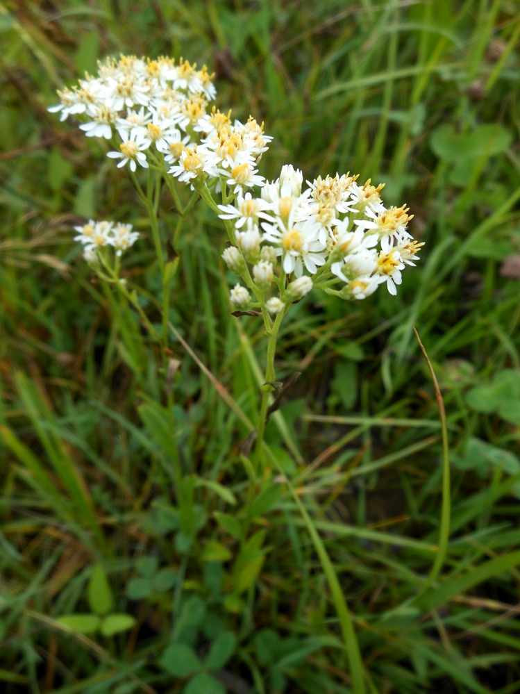 Image of Turczaninowia fastigiata specimen.