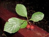 Crataegus crus-galli