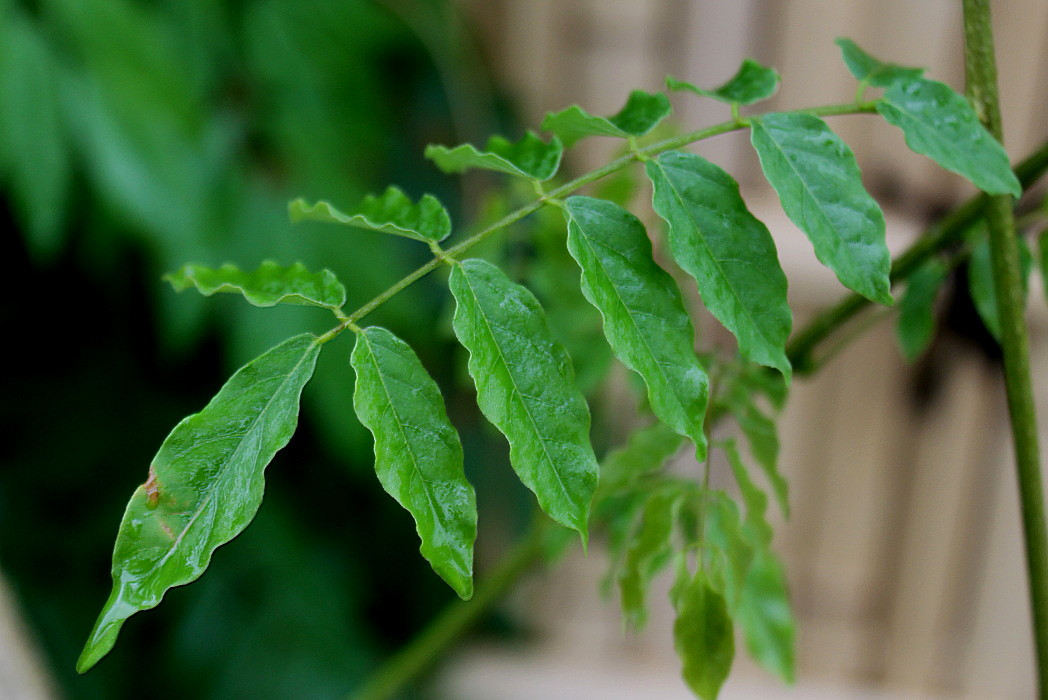 Image of Wisteria floribunda specimen.