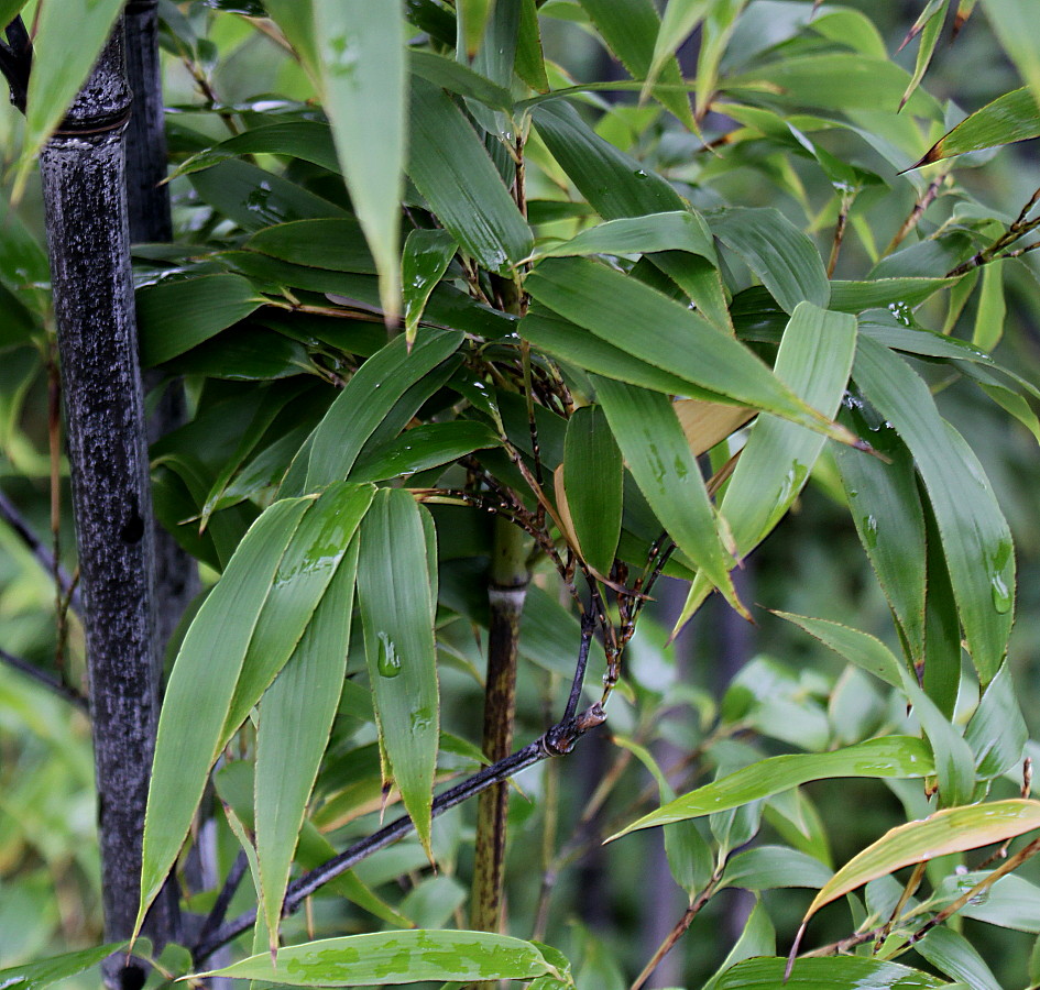 Изображение особи Phyllostachys nigra.