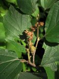 Hamamelis japonica