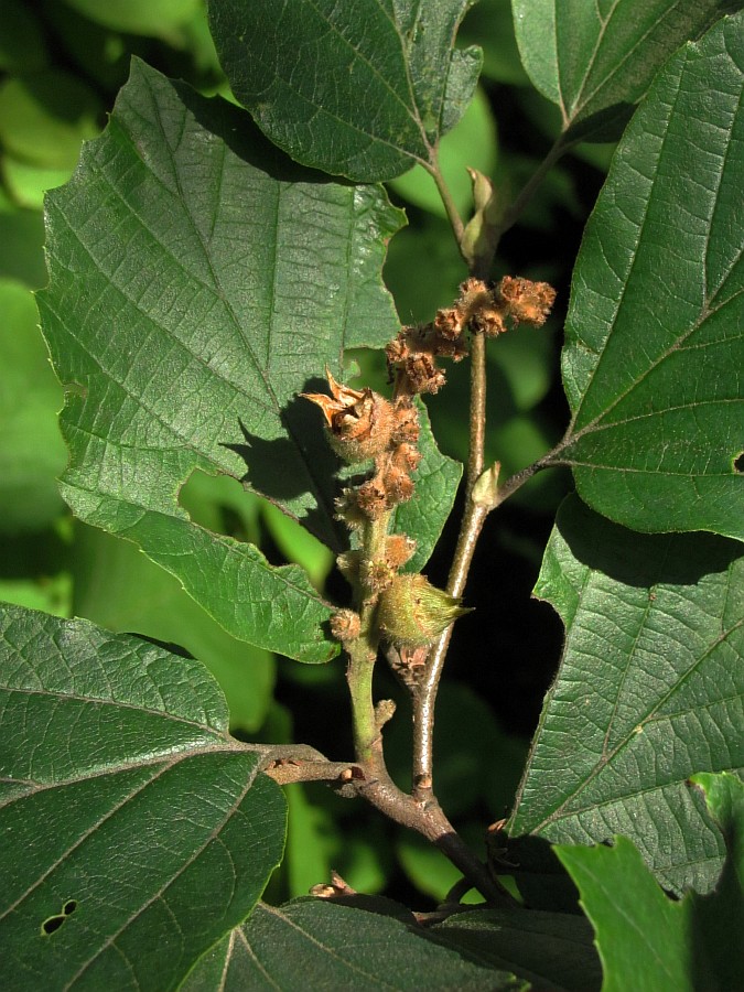 Изображение особи Hamamelis japonica.