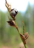 Carex brunnescens