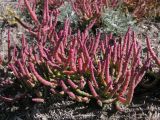 Salicornia perennans